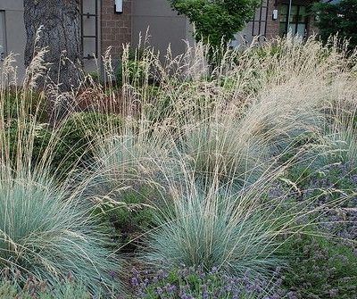Helictotrichon sempervirens 'Saphirsprudel' (Örökzöld zabfű)