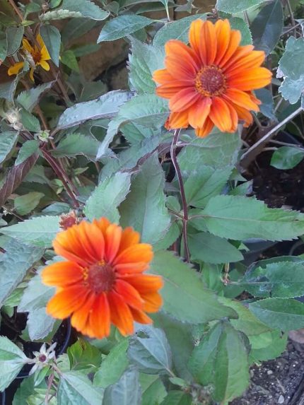 Heliopsis  'Fire Twister'  (Napszemvirág)