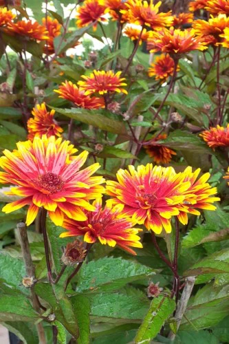 Heliopsis  'Funky Spinner'  (Napszemvirág)