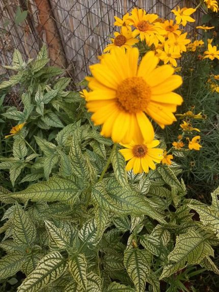 Heliopsis helianthoides 'Loraine Sunshine' (Érdes napszemvirág)   /tarka lomb/