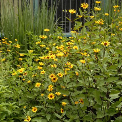 Heliopsis helianthoides 'Summer Nights' (Érdes napszemvirág)