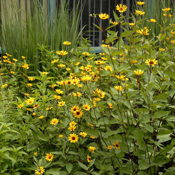 Heliopsis_helianthoides_Summer_Nights_erdes_napszemvirag_-_15_centis_cserepben Heliopsis helianthoides 'Summer Nights' (Érdes napszemvirág)