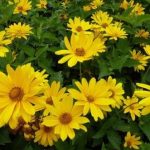 Heliopsis helianthoides var. scabra 'Mars' (Érdes napszemvirág)