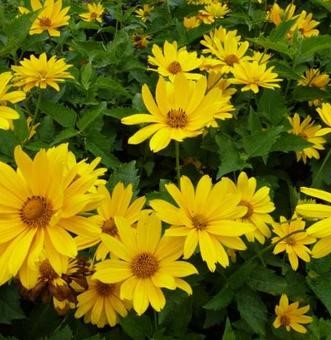 Heliopsis_helianthoides_var_scabra_Mars_Erdes_napszemvirag Heliopsis helianthoides var. scabra 'Mars' (Érdes napszemvirág)