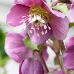 Helleborus Amor