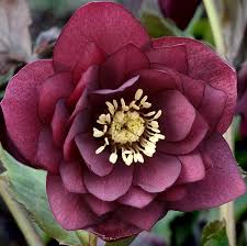 Helleborus Double Red - Hunyor