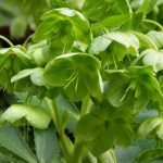 Helleborus argutifolius (Korzikai hunyor)