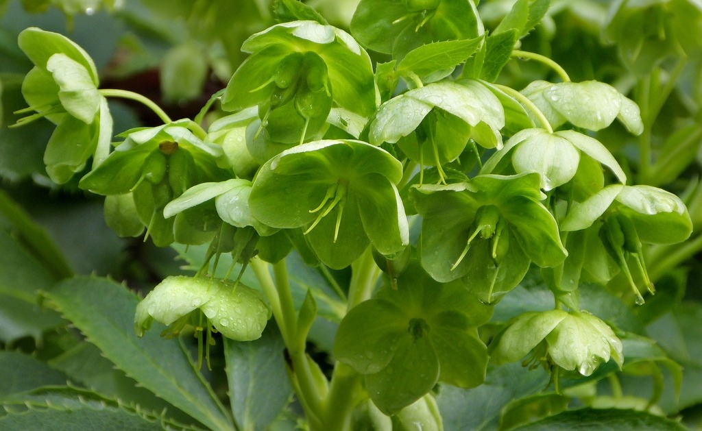 Helleborus argutifolius (Korzikai hunyor)