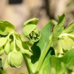 Helleborus foetidus 'Sopron' (Télizöld hunyor)