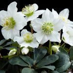 Helleborus niger (Fekete hunyor)