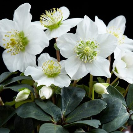 Helleborus niger (Fekete hunyor)