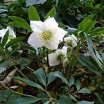 Helleborus niger 'Mont Blanc'  (Fekete hunyor)
