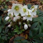 Helleborus niger 'Praecox' (Fekete hunyor)