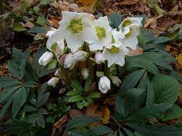 Helleborus_niger_Praecox_Fekete_hunyor_-_14_centis_cserepben Helleborus niger 'Praecox' (Fekete hunyor)
