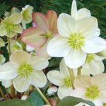 Helleborus nigercors Candy Love