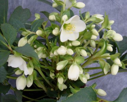 Helleborus nigercors Crystal Love