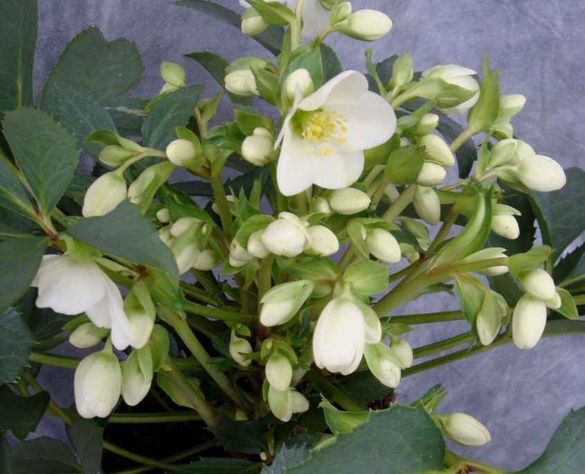 Helleborus_nigercors_Crystal_Love Helleborus nigercors Crystal Love