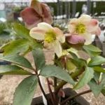 Helleborus nigercors Emma