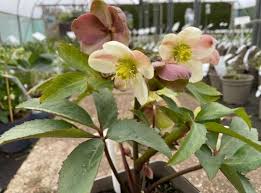 Helleborus_nigercors_Emma Helleborus nigercors Emma