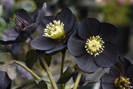 Helleborus orientalis 'Black' (Keleti hunyor)