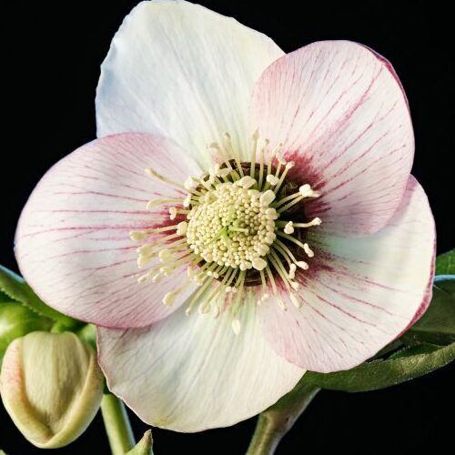 Helleborus orientalis 'Double Ellen Picotee' (Keleti hunyor)