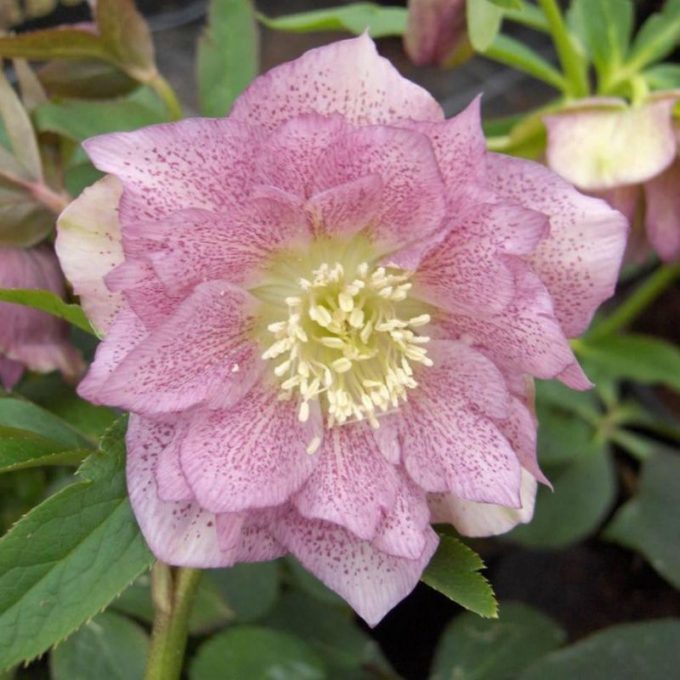 Helleborus_orientalis_Double_Ellen_Pink_Keleti_hunyor_-_15_centis_cserepben Helleborus orientalis 'Double Ellen Pink' (Keleti hunyor)