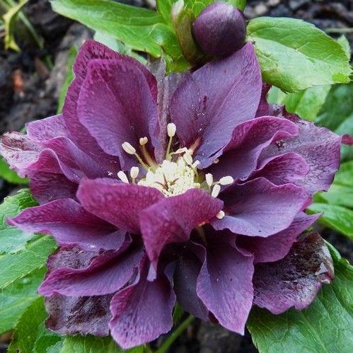 Helleborus_orientalis_Double_Ellen_Purple_Keleti_hunyor_-_15_centis_cserepben Helleborus orientalis 'Double Ellen Purple' (Keleti hunyor)