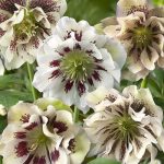 Helleborus orientalis 'Double Ellen White Spotted' (Keleti hunyor)