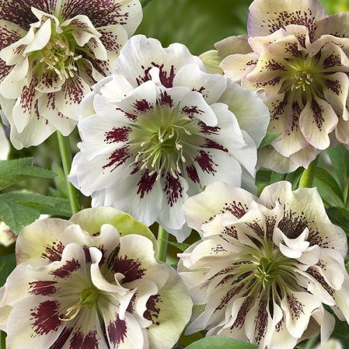 Helleborus_orientalis_Double_Ellen_White_Spotted_Keleti_hunyor_-_15_centis_cserepben Helleborus orientalis 'Double Ellen White Spotted' (Keleti hunyor)