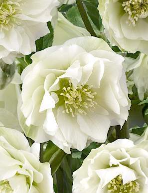 Helleborus orientalis 'Double White' (Keleti hunyor)