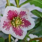 Helleborus orientalis 'Frozen Kristof'  (Keleti hunyor)