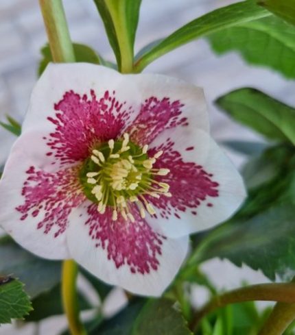 Helleborus orientalis 'Frozen Kristof'  (Keleti hunyor)