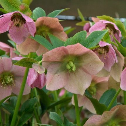 Helleborus orientalis 'Pink' (Keleti hunyor)