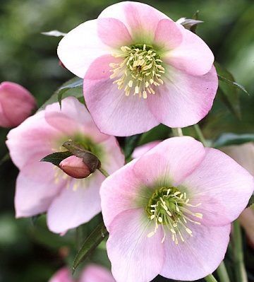 Helleborus_orientalis_Pretty_Ellen_Pink_Keleti_hunyor_-_15_centis_cserepben Helleborus orientalis 'Pretty Ellen Pink' (Keleti hunyor)