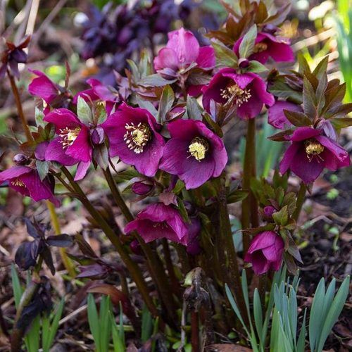 Helleborus orientalis 'Pretty Ellen Red' (Keleti hunyor)