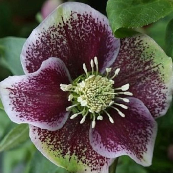 Helleborus_orientalis_Pretty_Ellen_Spotted_Keleti_hunyor_-_15_centis_cserepben Helleborus orientalis 'Pretty Ellen Spotted' (Keleti hunyor)