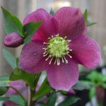 Helleborus orientalis 'Red'  (Keleti hunyor)