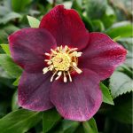 Helleborus orientalis 'Slaty Blue'  (Keleti hunyor)