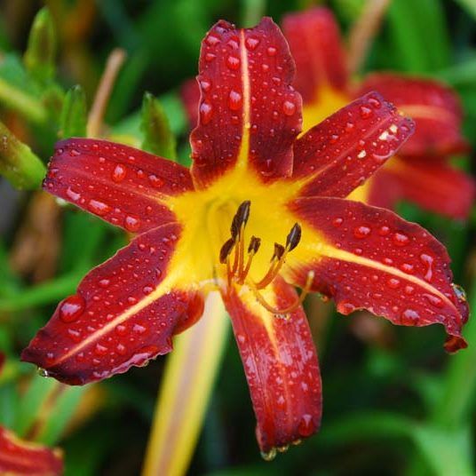 Hemerocallis_Autumn_Red_Saslilom_-_15_centis_cserepben Hemerocallis 'Autumn Red' (Sáslilom)