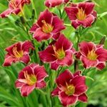 Hemerocallis  'Baltimore Oriole' (Sásliliom)