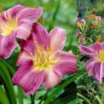 Hemerocallis  'Big Blue' (Sásliliom)