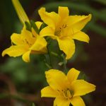 Hemerocallis  'Bitsy' (Sásliliom)