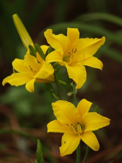 Hemerocallis  'Bitsy' (Sásliliom)