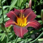 Hemerocallis  'Black Prince' (Sásliliom)
