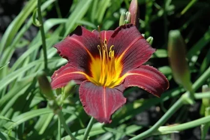 Hemerocallis  'Black Prince' (Sásliliom)