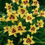 Hemerocallis  'Bonanza' (Sásliliom)