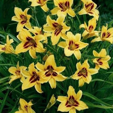Hemerocallis  'Bonanza' (Sásliliom)