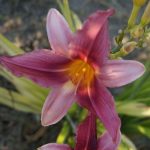 Hemerocallis  'Bourbon Kings' (Sásliliom)