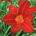 Hemerocallis  'Campfire Ambers' (Sásliliom)