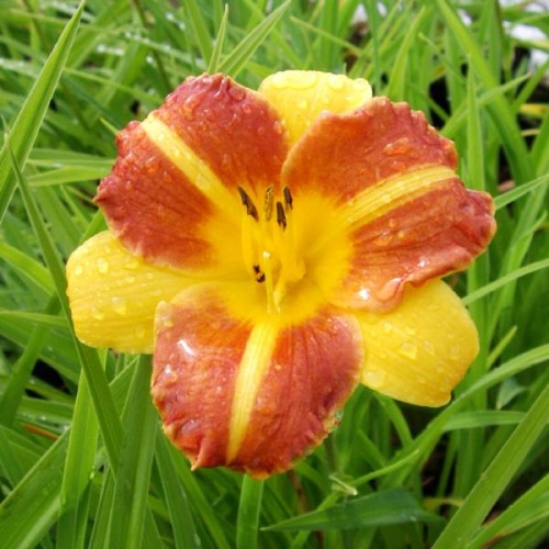 Hemerocallis_Cathy_Sunset_Sasliliom_-_15_centis_cserepben Hemerocallis 'Cathy Sunset' (Sásliliom)